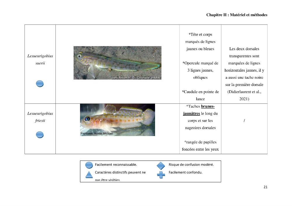 Contribution à l’étude des Gobiidae (Actinopterygii, Perciformes): inventaire d’espèces de quelques ports et plages de la côte algérienne.
