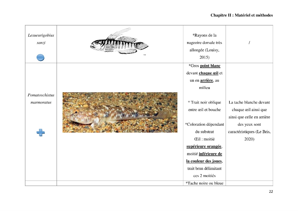 Contribution à l’étude des Gobiidae (Actinopterygii, Perciformes): inventaire d’espèces de quelques ports et plages de la côte algérienne.