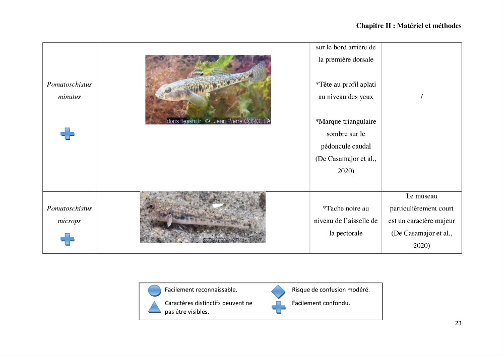 Contribution à l’étude des Gobiidae (Actinopterygii, Perciformes): inventaire d’espèces de quelques ports et plages de la côte algérienne.