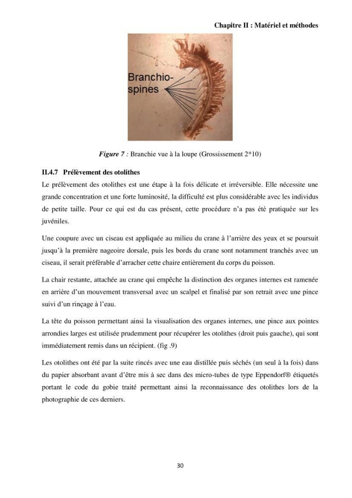 Contribution à l’étude des Gobiidae (Actinopterygii, Perciformes): inventaire d’espèces de quelques ports et plages de la côte algérienne.