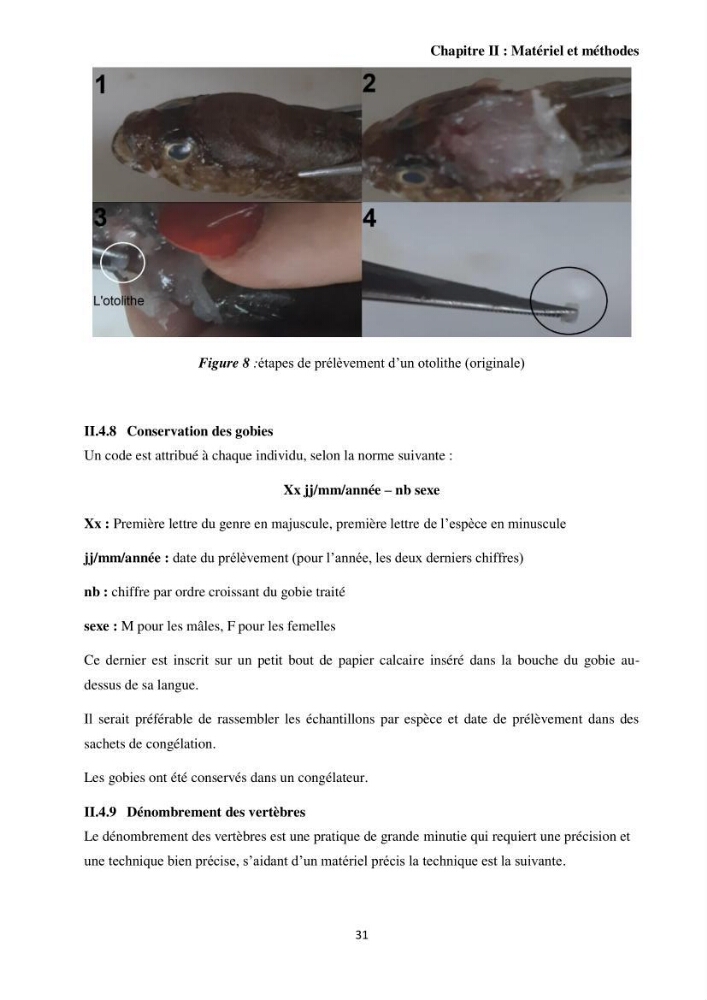 Contribution à l’étude des Gobiidae (Actinopterygii, Perciformes): inventaire d’espèces de quelques ports et plages de la côte algérienne.