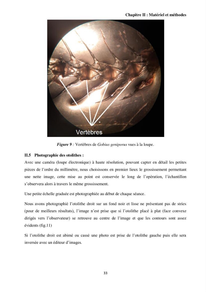 Contribution à l’étude des Gobiidae (Actinopterygii, Perciformes): inventaire d’espèces de quelques ports et plages de la côte algérienne.