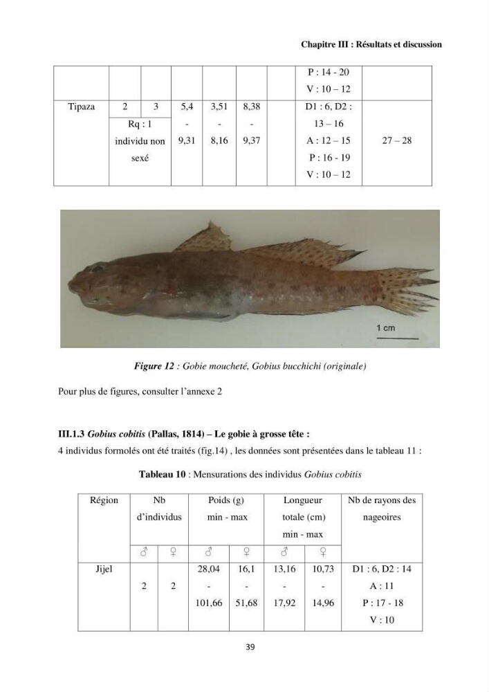 Contribution à l’étude des Gobiidae (Actinopterygii, Perciformes): inventaire d’espèces de quelques ports et plages de la côte algérienne.