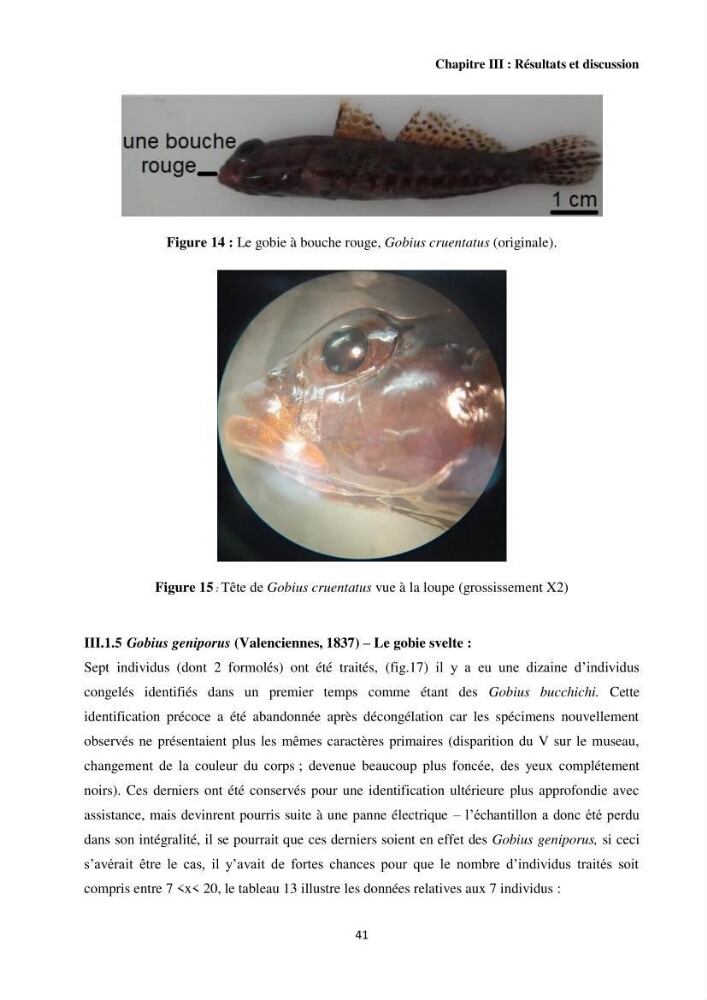 Contribution à l’étude des Gobiidae (Actinopterygii, Perciformes): inventaire d’espèces de quelques ports et plages de la côte algérienne.