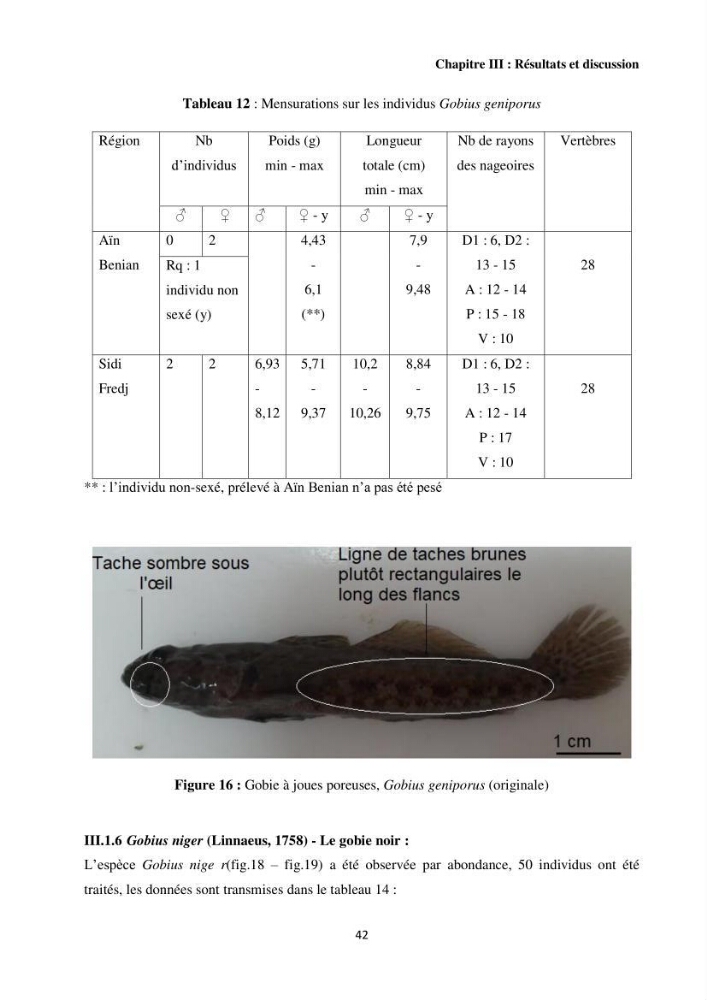 Contribution à l’étude des Gobiidae (Actinopterygii, Perciformes): inventaire d’espèces de quelques ports et plages de la côte algérienne.