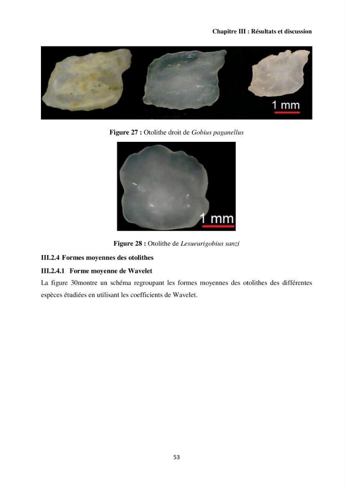 Contribution à l’étude des Gobiidae (Actinopterygii, Perciformes): inventaire d’espèces de quelques ports et plages de la côte algérienne.