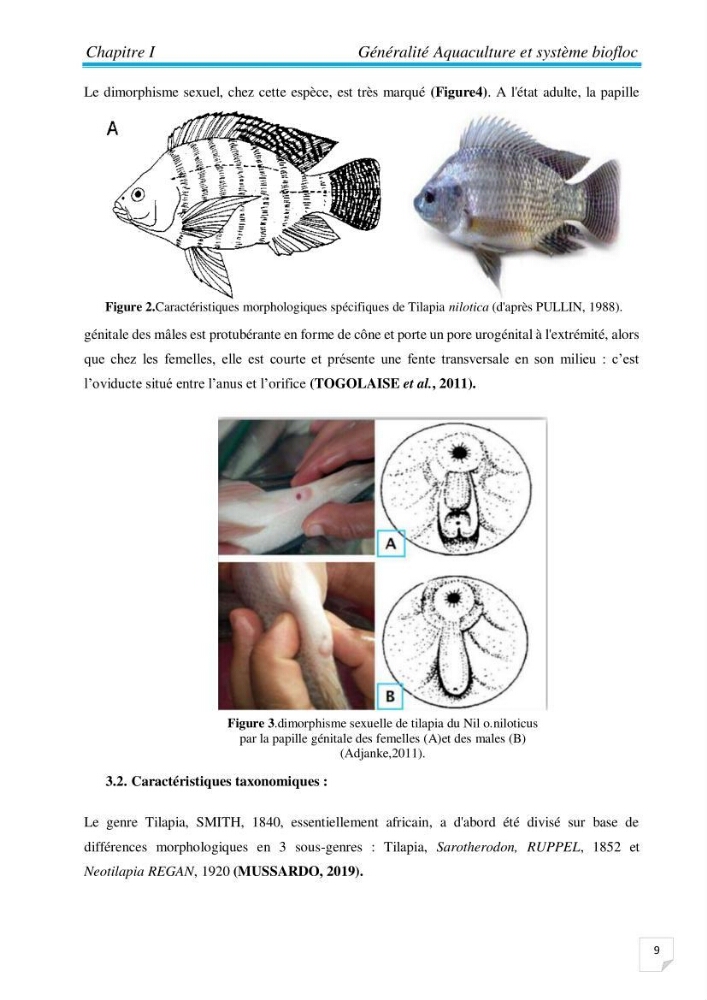 Contribution à la conception d’une ferme d\'élevage De tilapia du Nil (Oreochromis niloticus) en système bio-floc.