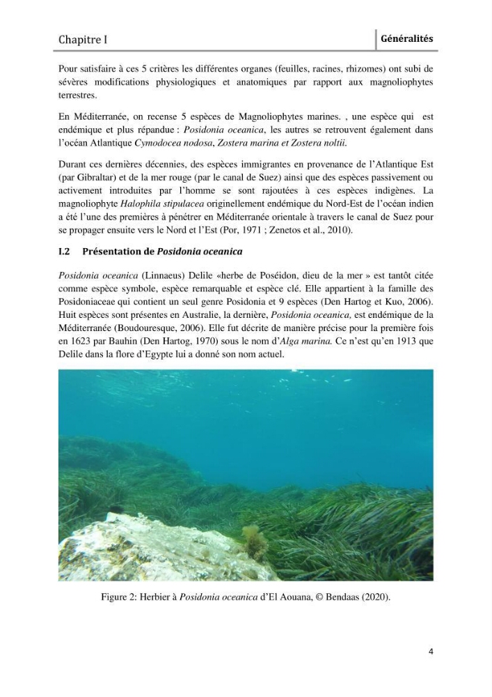 Analyse comparée des paramètres de vitalité de l\'herbier à Posidonia oceanica (L) Delile de la côte algérienne
