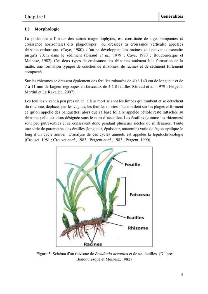 Analyse comparée des paramètres de vitalité de l\'herbier à Posidonia oceanica (L) Delile de la côte algérienne