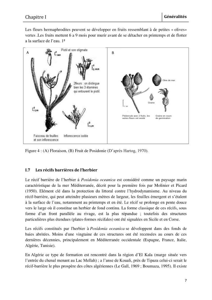 Analyse comparée des paramètres de vitalité de l\'herbier à Posidonia oceanica (L) Delile de la côte algérienne