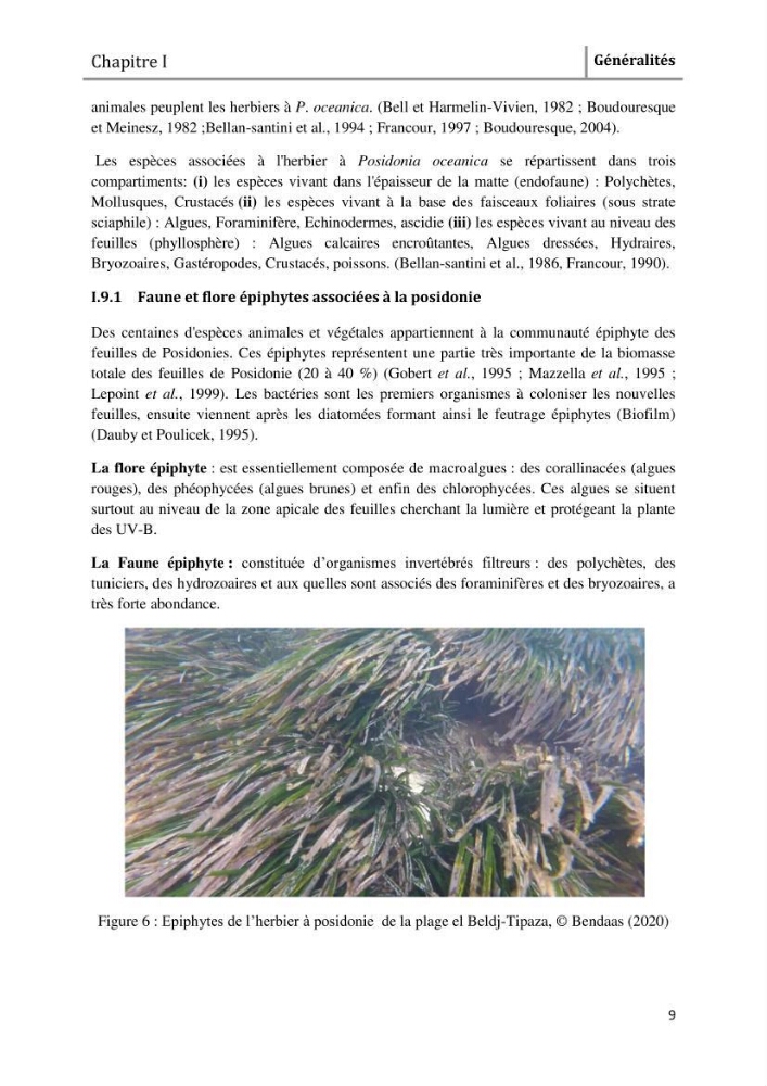 Analyse comparée des paramètres de vitalité de l\'herbier à Posidonia oceanica (L) Delile de la côte algérienne
