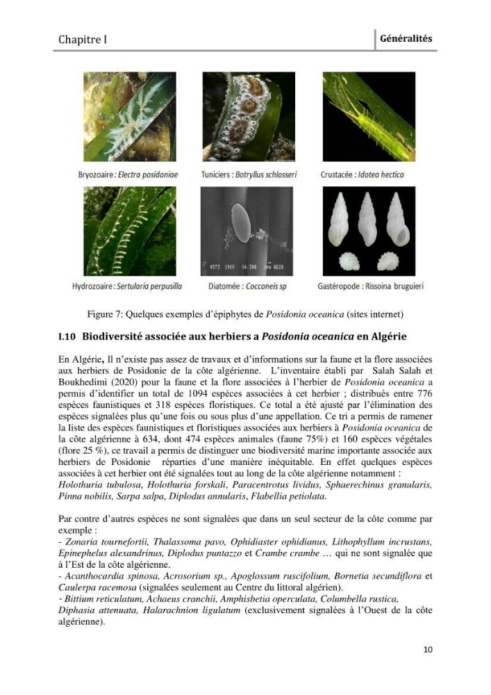 Analyse comparée des paramètres de vitalité de l\'herbier à Posidonia oceanica (L) Delile de la côte algérienne