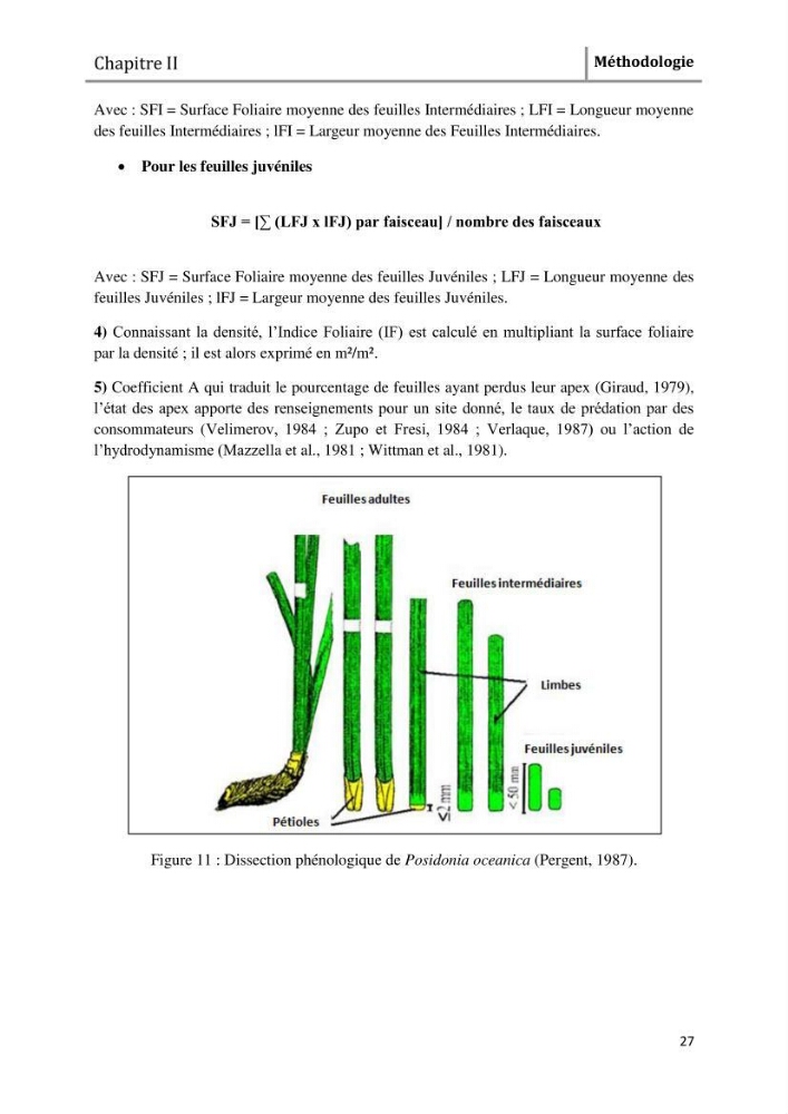 Analyse comparée des paramètres de vitalité de l\'herbier à Posidonia oceanica (L) Delile de la côte algérienne