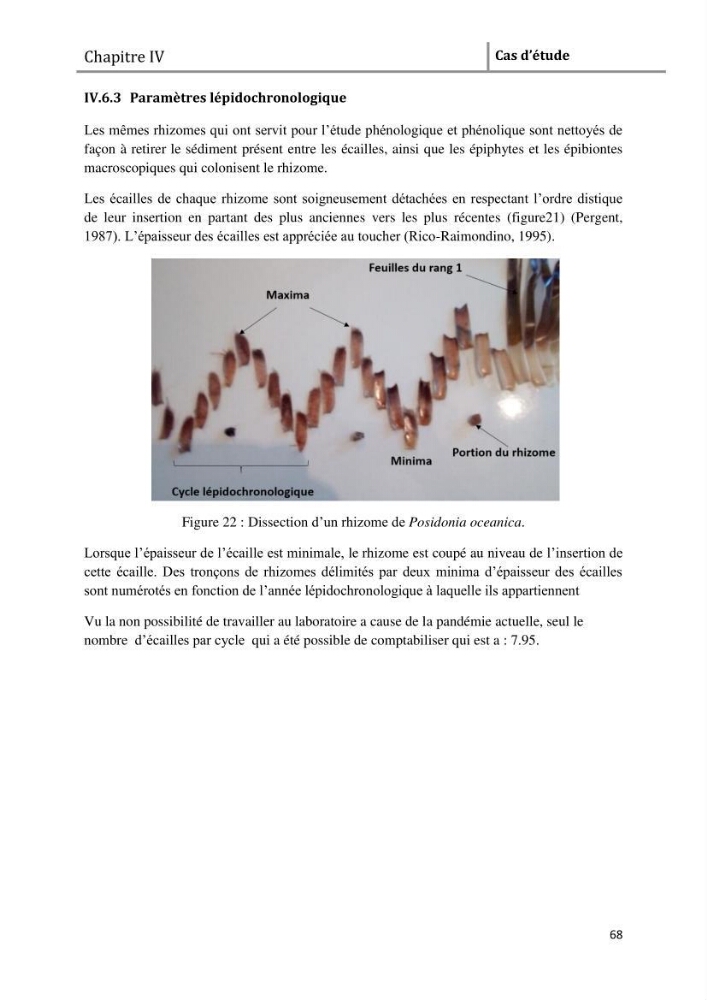 Analyse comparée des paramètres de vitalité de l\'herbier à Posidonia oceanica (L) Delile de la côte algérienne