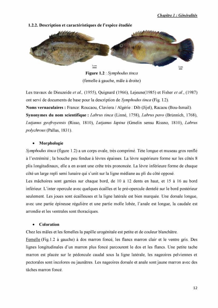 Contribution à l\'étude de la production et de la croissance de Symphodus tinca( Linnaeus, 1758).: dans la région centre Algérienne