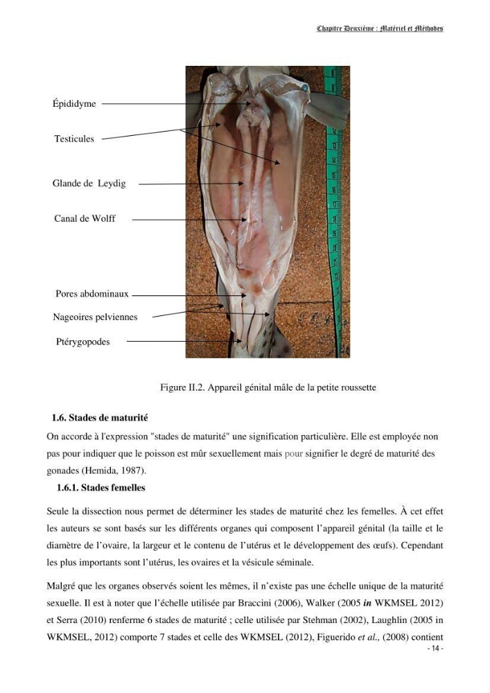 Contribution à la biologie de Scyliorhinus canicula ( Elasmobranches, Scyliorhinidae) dans la région d\'Alger