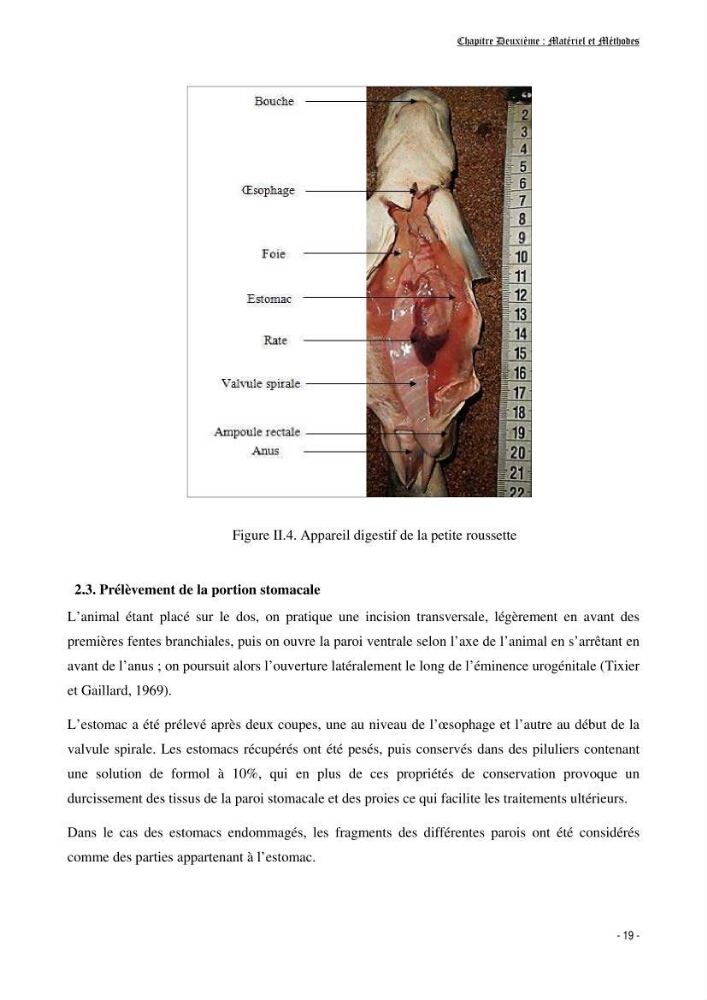 Contribution à la biologie de Scyliorhinus canicula ( Elasmobranches, Scyliorhinidae) dans la région d\'Alger