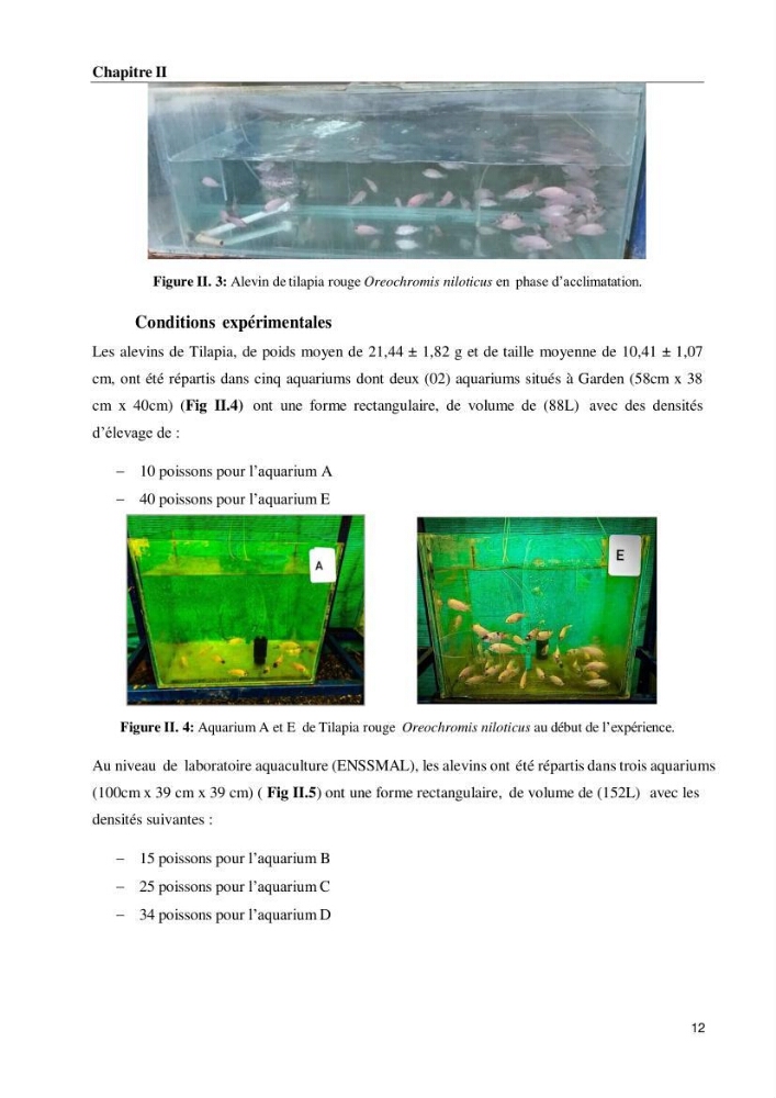 Effet de la densité d\'élevage sur les performances de production du tilapia Oreochromis sp dans un milieu contrôlé