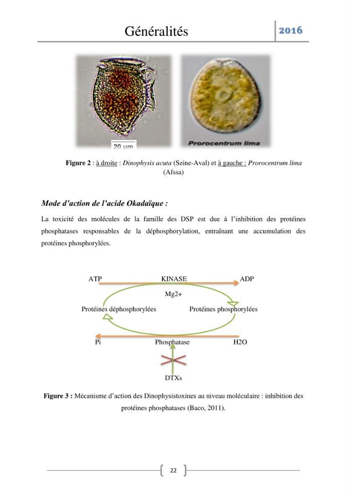 Recherche des toxines diarrhéiques et paralysantes dans la mule Myytilus galloprovincialis du marché: