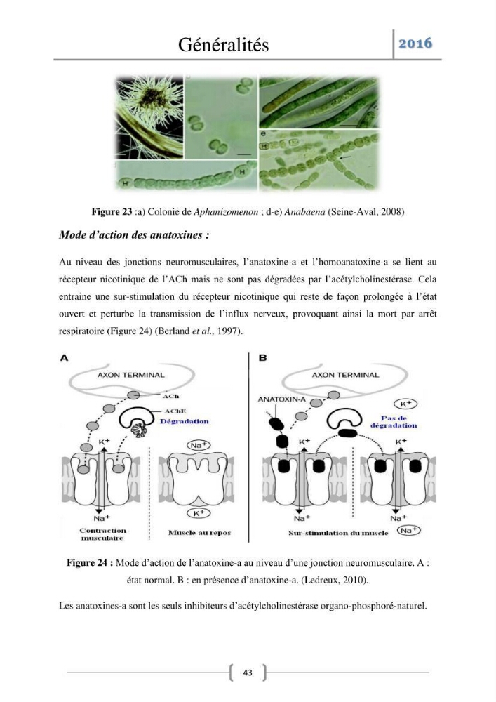 Recherche des toxines diarrhéiques et paralysantes dans la mule Myytilus galloprovincialis du marché: