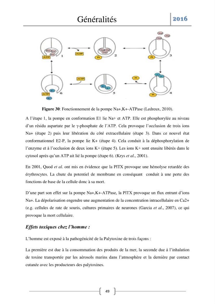 Recherche des toxines diarrhéiques et paralysantes dans la mule Myytilus galloprovincialis du marché: