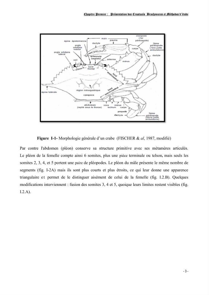 Contribution à l\'étude des crustacés brachyoures dans la région d\'Alger