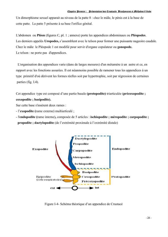 Contribution à l\'étude des crustacés brachyoures dans la région d\'Alger