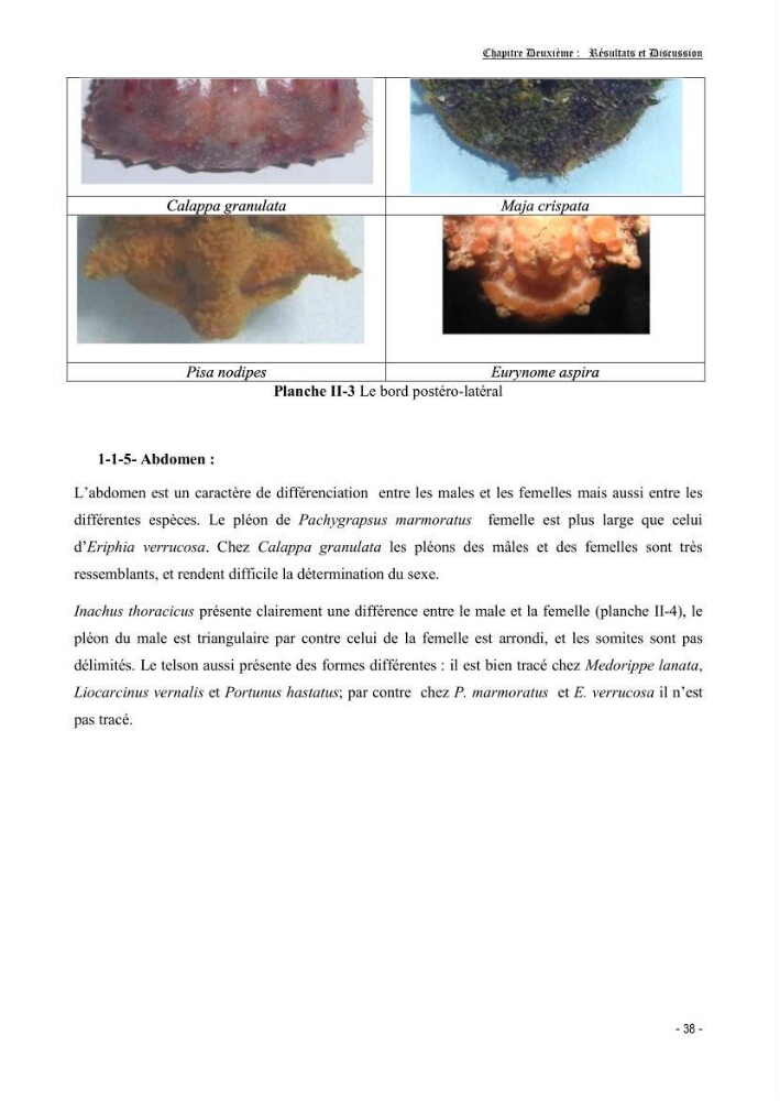 Contribution à l\'étude des crustacés brachyoures dans la région d\'Alger