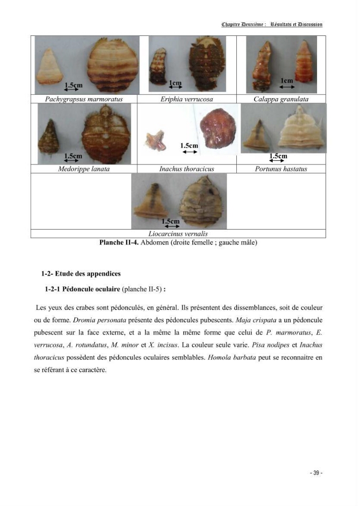 Contribution à l\'étude des crustacés brachyoures dans la région d\'Alger