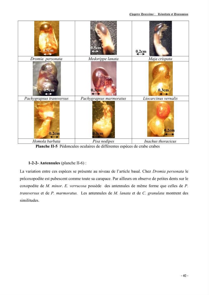Contribution à l\'étude des crustacés brachyoures dans la région d\'Alger