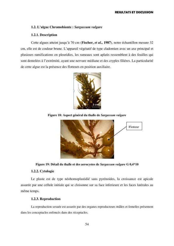 Composition biochimique de quelques espèces d\'algues marines aux possibilités alimentaires: