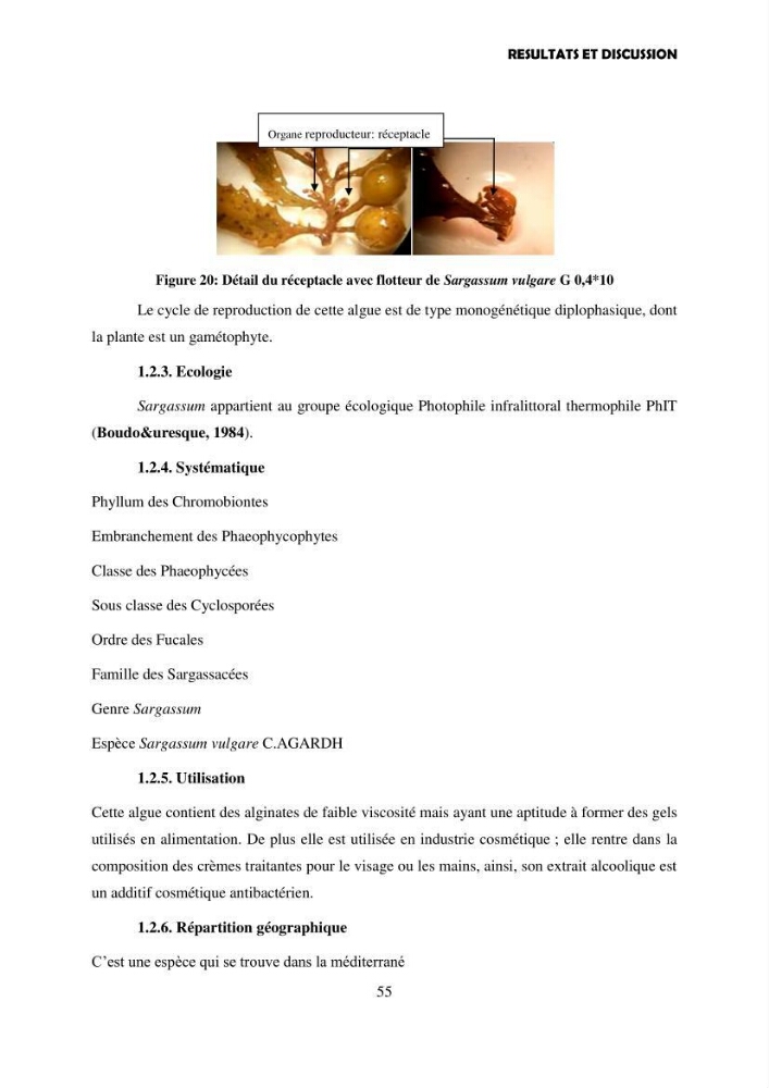 Composition biochimique de quelques espèces d\'algues marines aux possibilités alimentaires: