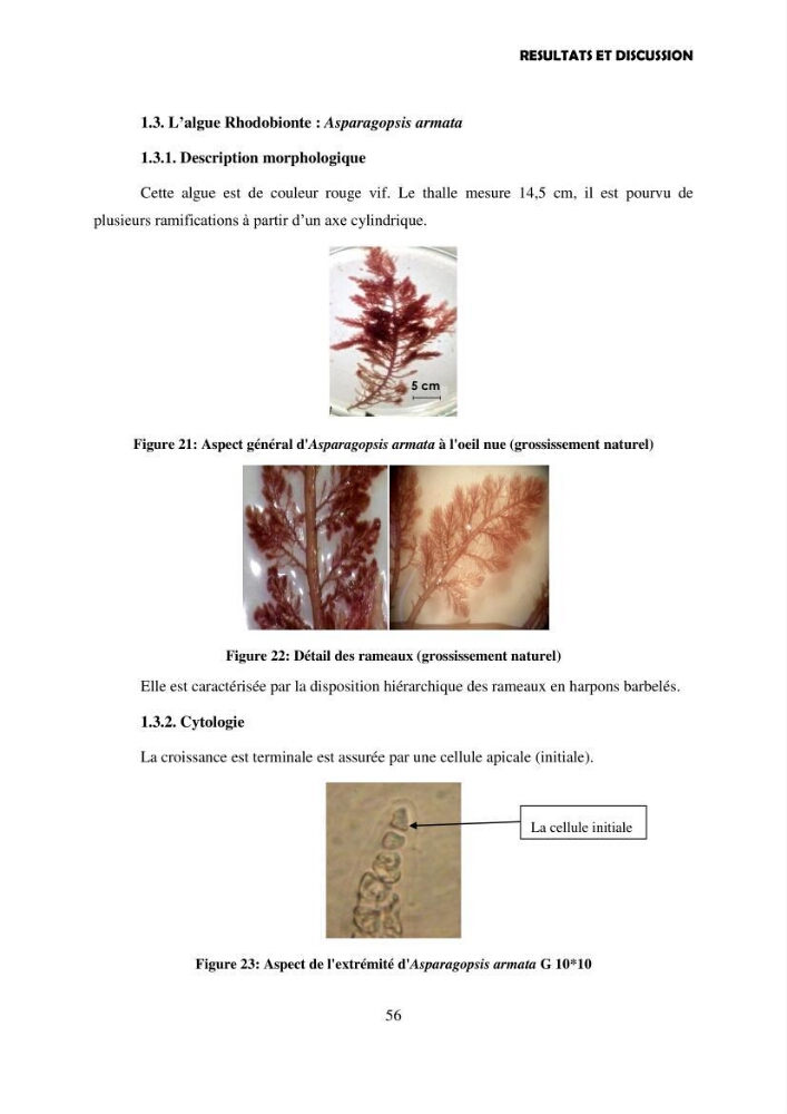 Composition biochimique de quelques espèces d\'algues marines aux possibilités alimentaires: