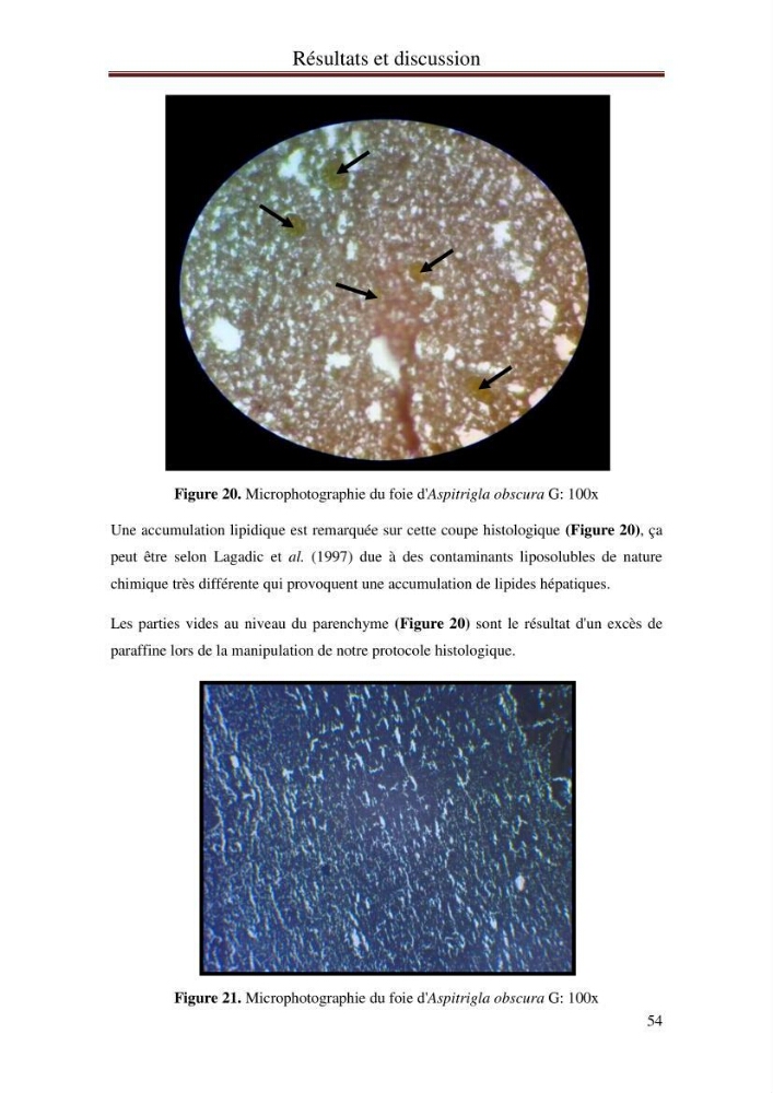 Mise en place d\'indicateurs écotoxicologiques pour la surveillance et l\'évaluation de la pollution marine (indice hépatique et gonadique des poissons)