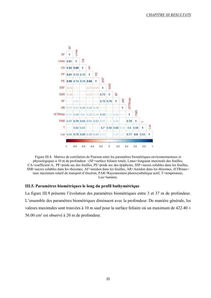 Etude échophysiologique de Posidonia oceanica (L.) Delile