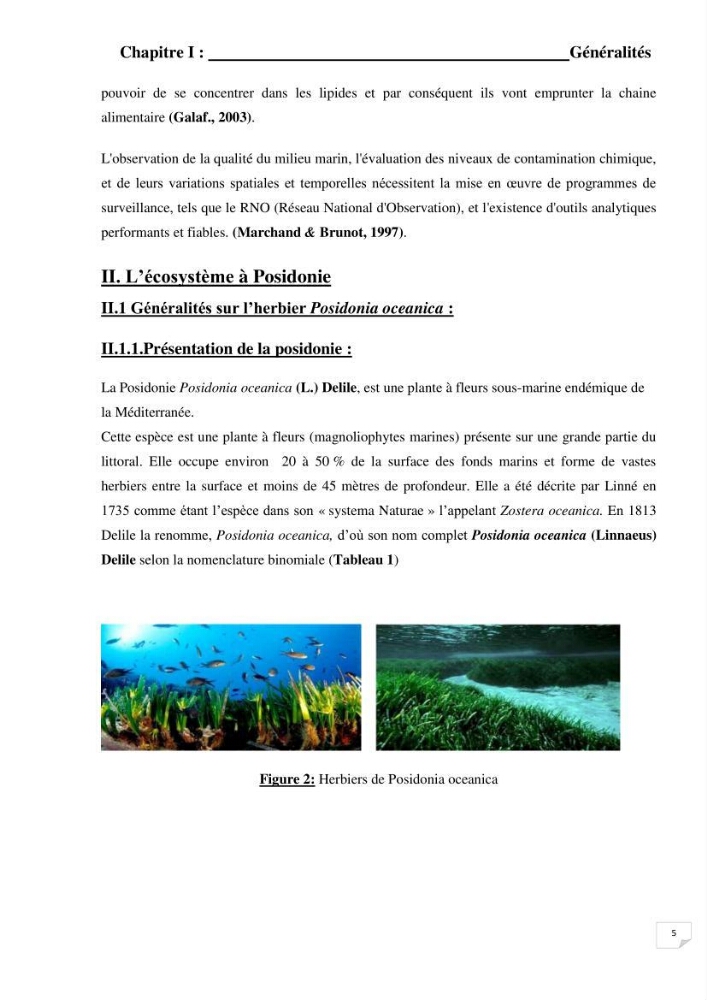 Contribution à l\'étude de l\'impact de la pollution chimique sur l\'herbier à Posidonia oceanica dans la baie d\'El Djamila