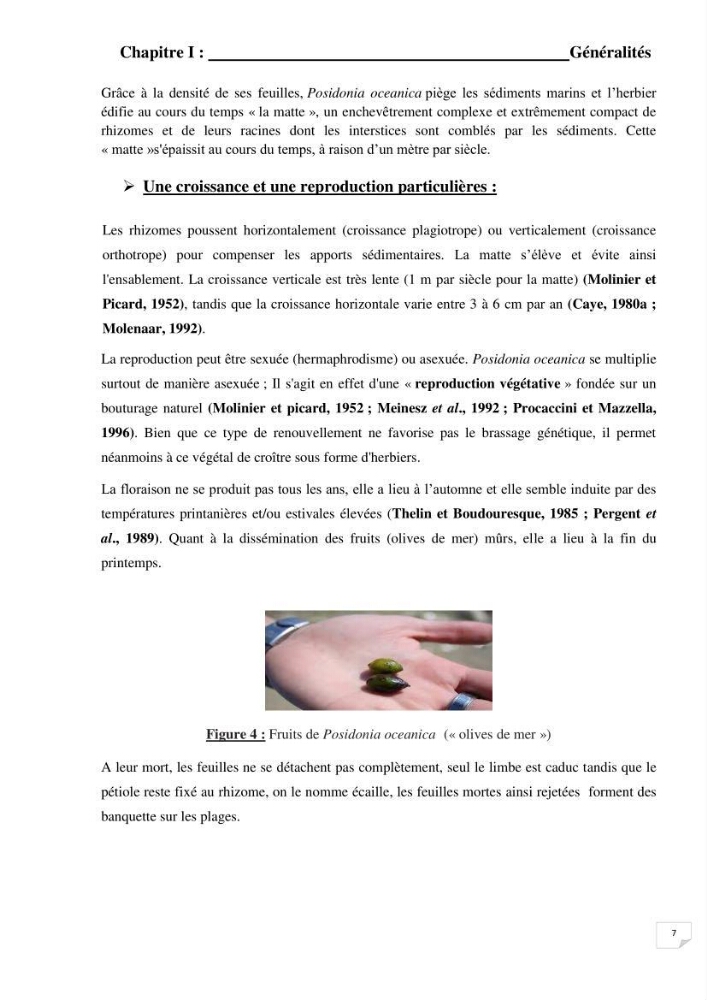 Contribution à l\'étude de l\'impact de la pollution chimique sur l\'herbier à Posidonia oceanica dans la baie d\'El Djamila
