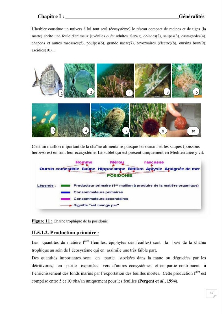 Contribution à l\'étude de l\'impact de la pollution chimique sur l\'herbier à Posidonia oceanica dans la baie d\'El Djamila