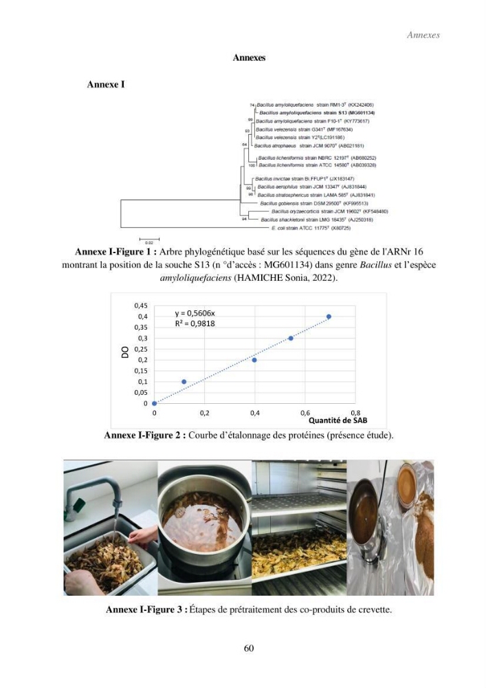 Valorisation des coproduits de la crevette blanche (Parapenaeus longirostris) par des procédés enzymatiques en utilisants des protéases bactériennes.