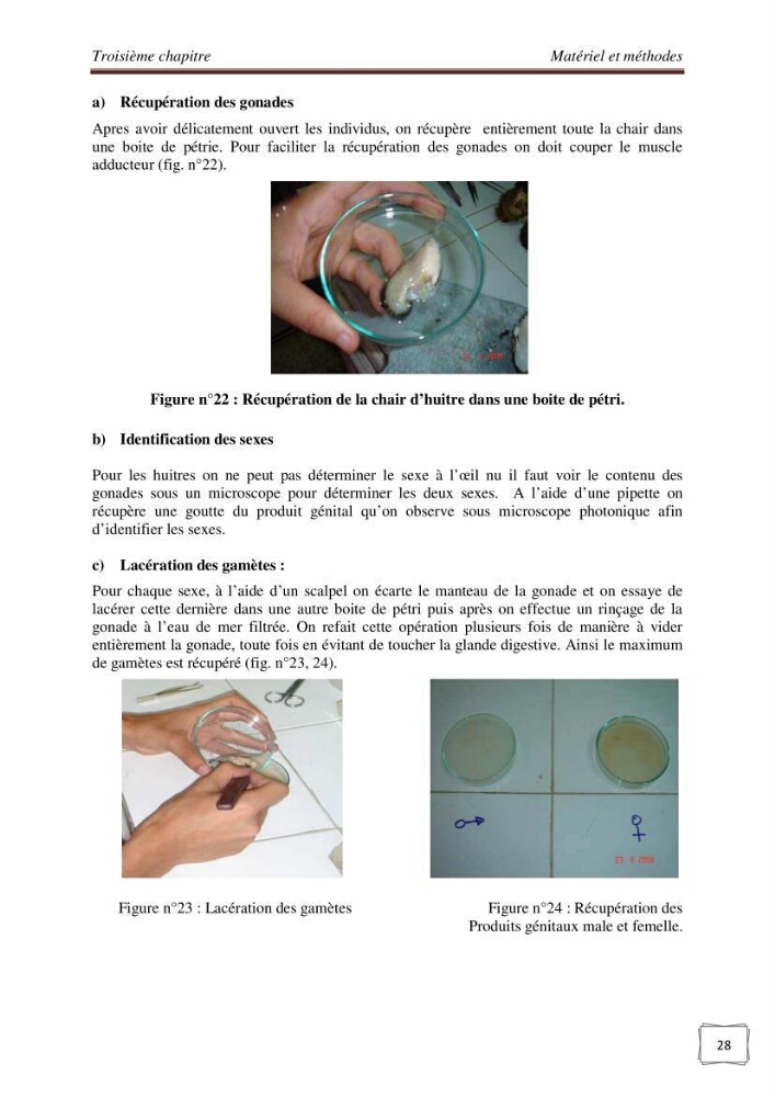 Etude physicochimique et biologique d\'un site conchylicole