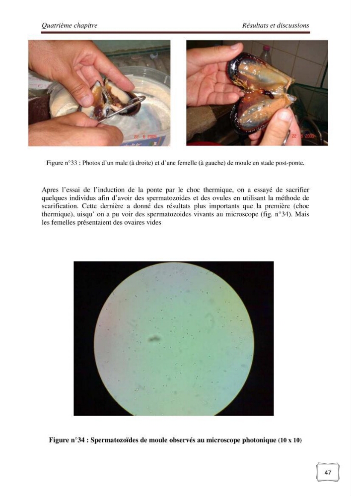 Etude physicochimique et biologique d\'un site conchylicole