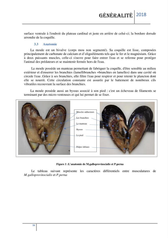Biosurveillance des métaux traces chez deux espèces de moules (Mytilus galloprovincialis (Lamarck 1819) et Perna perna (Linnaeus 1758)) dans le littoral algérois: