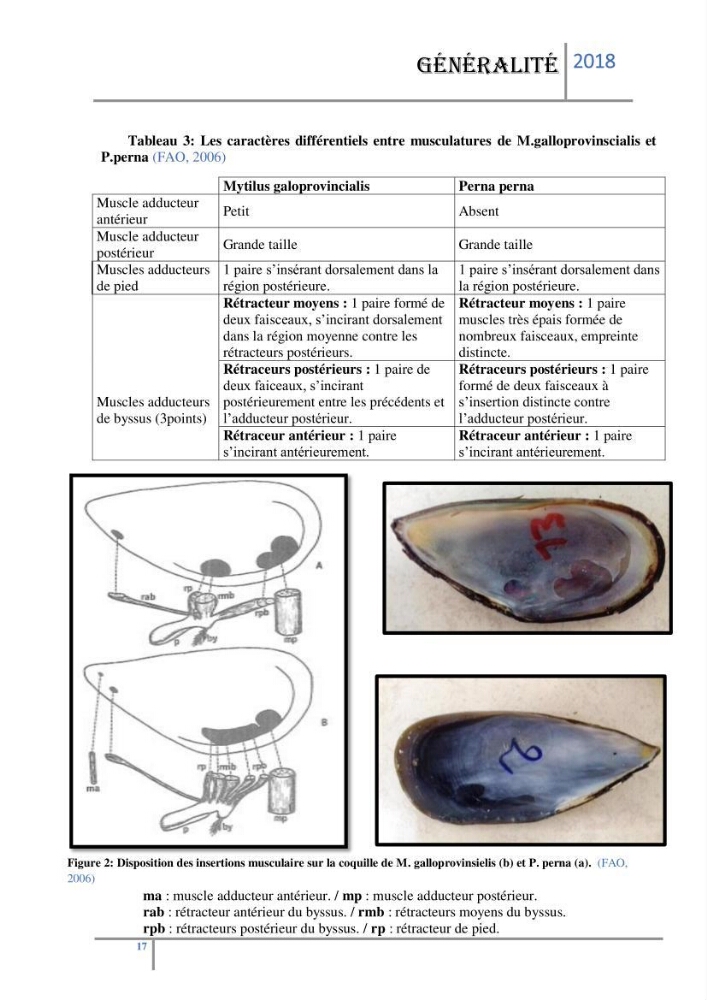 Biosurveillance des métaux traces chez deux espèces de moules (Mytilus galloprovincialis (Lamarck 1819) et Perna perna (Linnaeus 1758)) dans le littoral algérois: