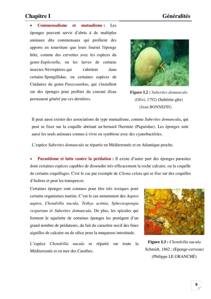 Inventaire des Spongiaires et des Bryozoaires de la côte Algérienne: