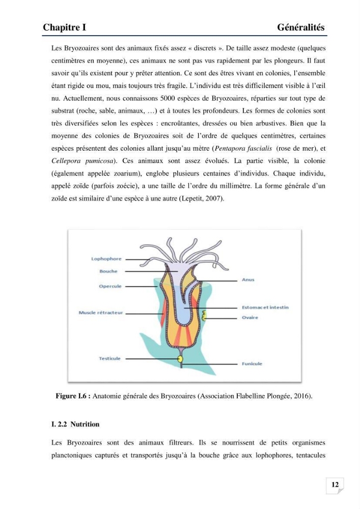 Inventaire des Spongiaires et des Bryozoaires de la côte Algérienne: