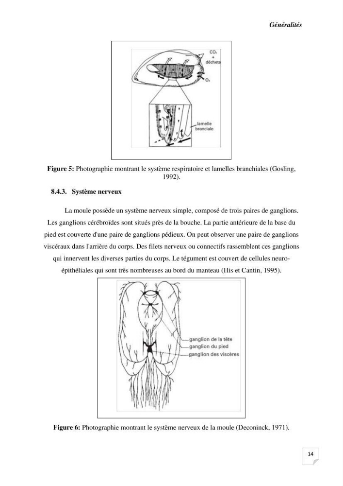 Biosurveillance active de la moule Mytilus galloprovincialis pour le suivi de la pollution d’une ferme conchylicole