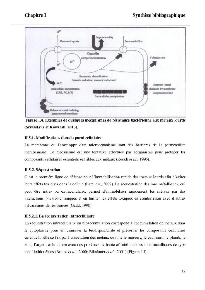 Evaluation et isolement des bactéries tolérantes aux métaux lourds