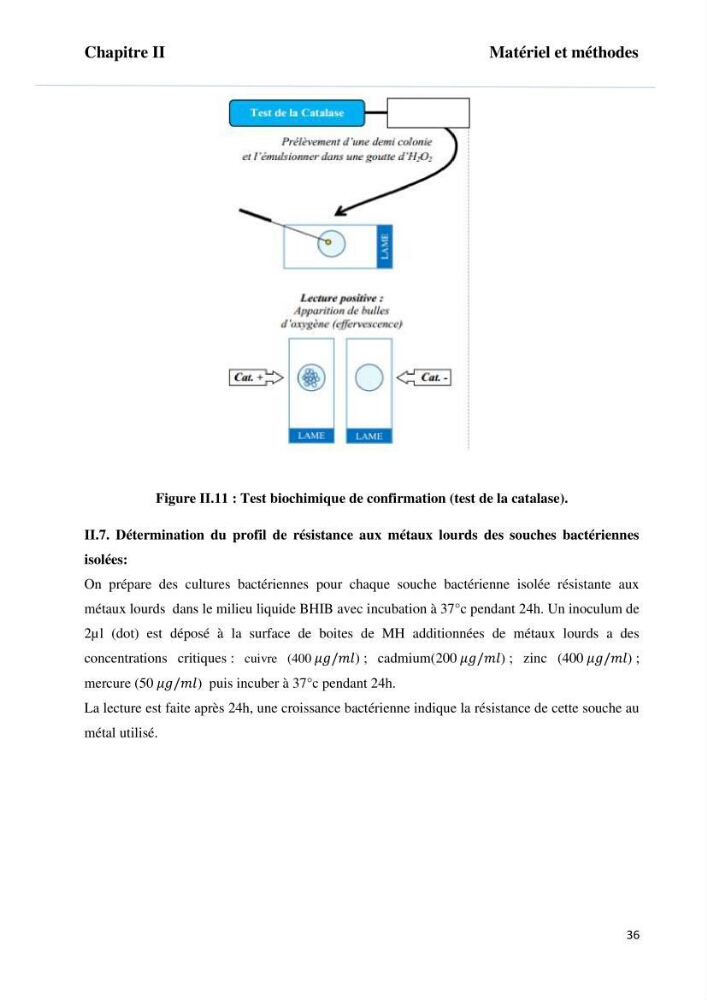 Evaluation et isolement des bactéries tolérantes aux métaux lourds