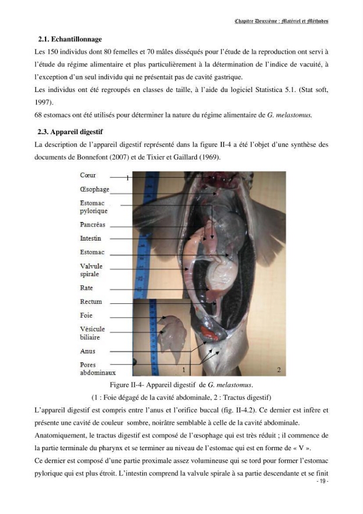 Contribution à la biologie de Galeus melastomus (Elasmobranches, Sscyliorhinidae dans la région centre de la côte algérienne: