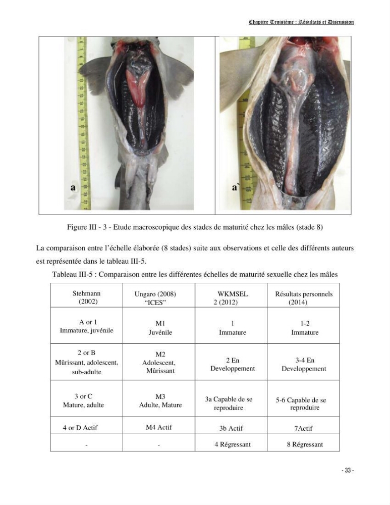 Contribution à la biologie de Galeus melastomus (Elasmobranches, Sscyliorhinidae dans la région centre de la côte algérienne: